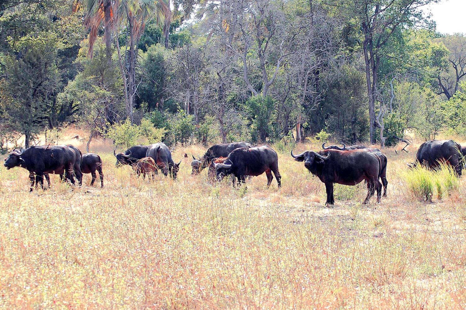 Zambia - Buffalo Herd - 97.jpg
